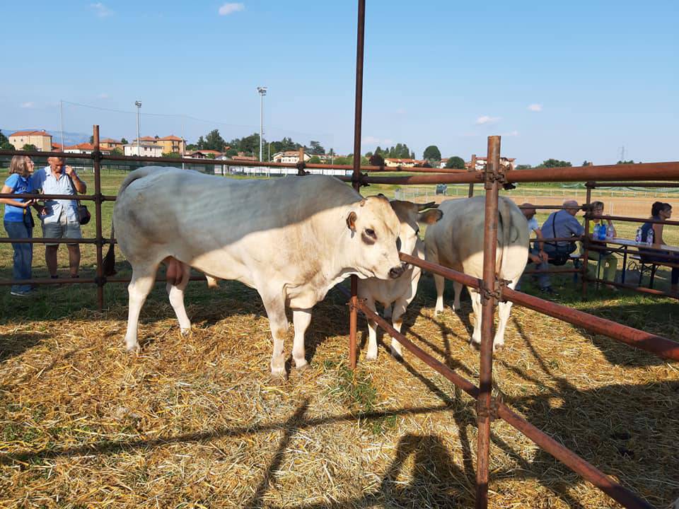 fiera zootecnica rogoredo 2019 il taglio giusto